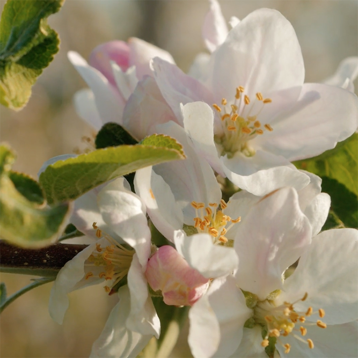 BoothbyPortolioImage